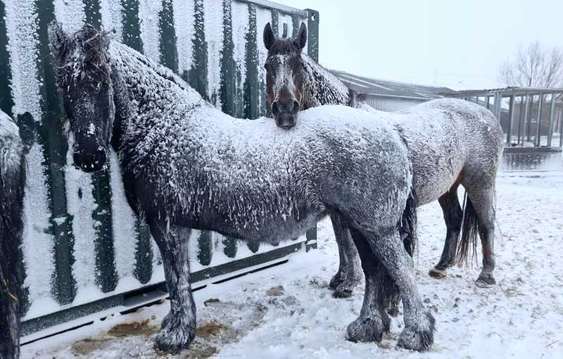 met sneeuw bedekte paarden